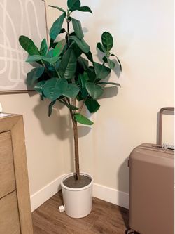 Really nice plant