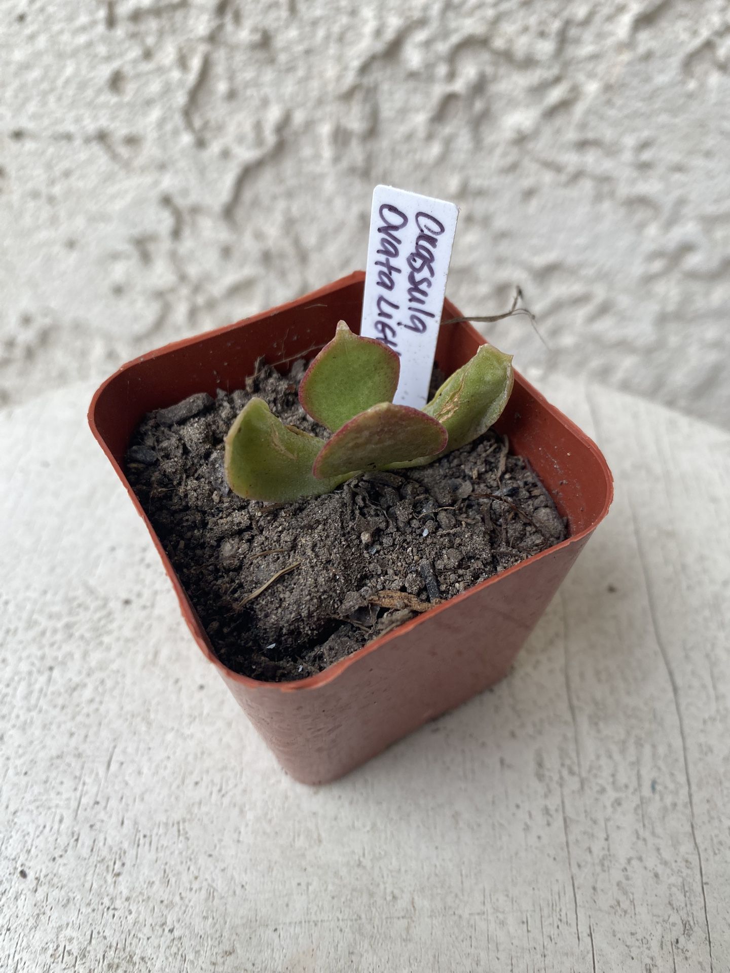 2 Inch Pot Succulent Plant - Crassula Ovata Light - Lemon Jade - Rooted & Stablished - Drought Resistant 🪴 Great Baby Shower or Wedding Favors