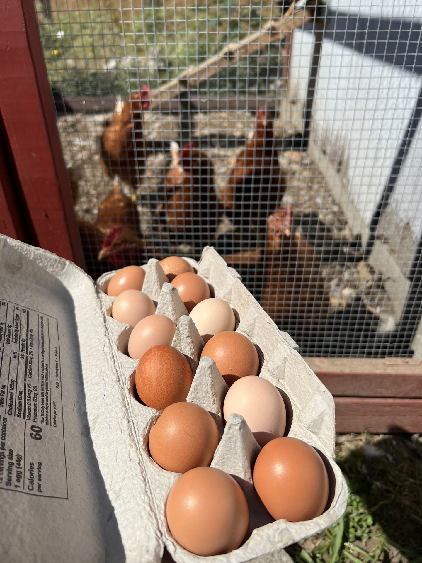 Organic Pasture Raised Eggs