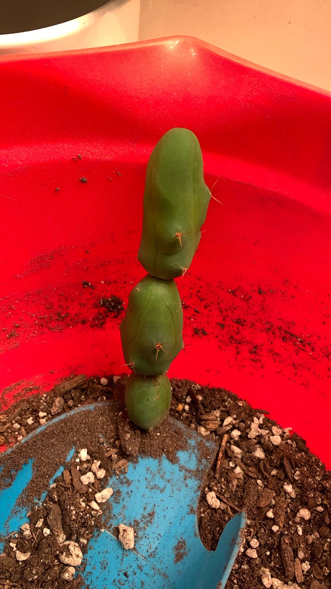 Penis Cactus 🌵