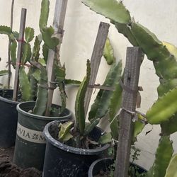 dragon fruit plants rooted 10/20$ 2/3 gallon planters