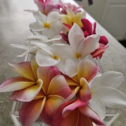 Plumeria Cutting/ Plants  1 For $25. 2 For $40  Any Colors  Mix An Match 
