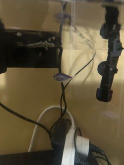Blue tetra go-fish and 10gal fish tank- read description