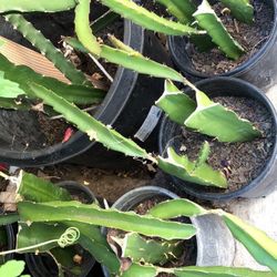Dragon plants $12