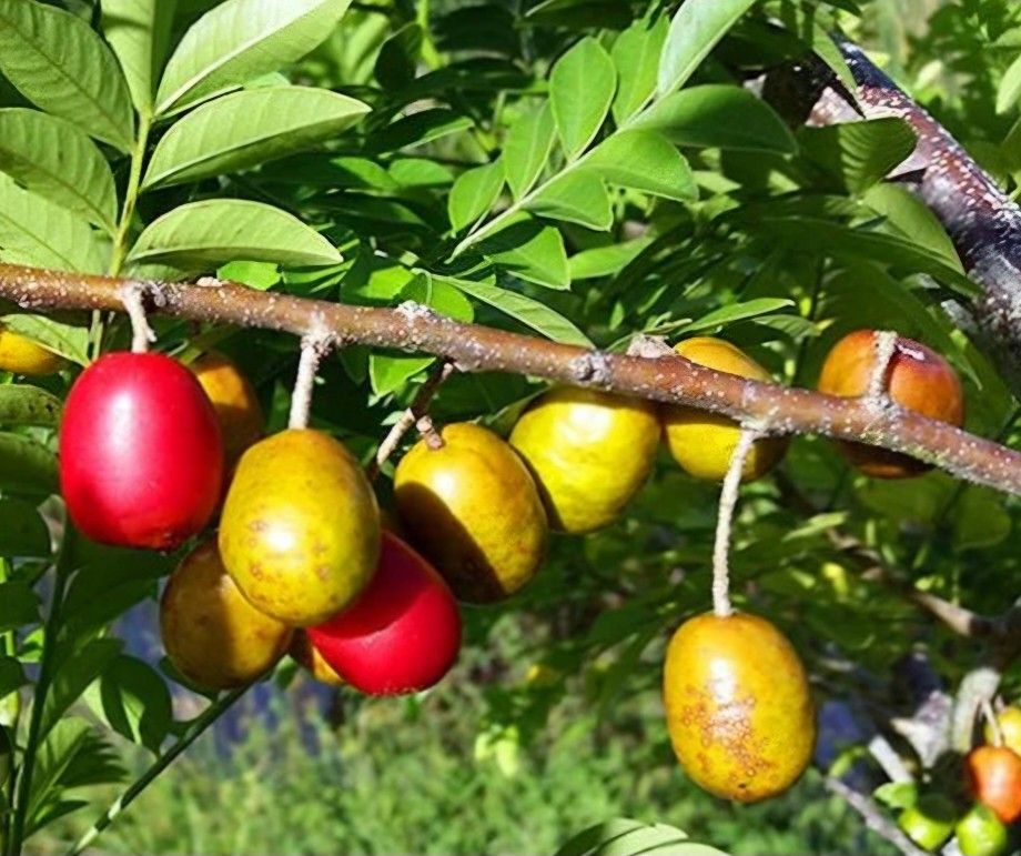 Jocote Corona Tree