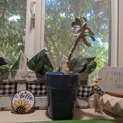 Succulents 