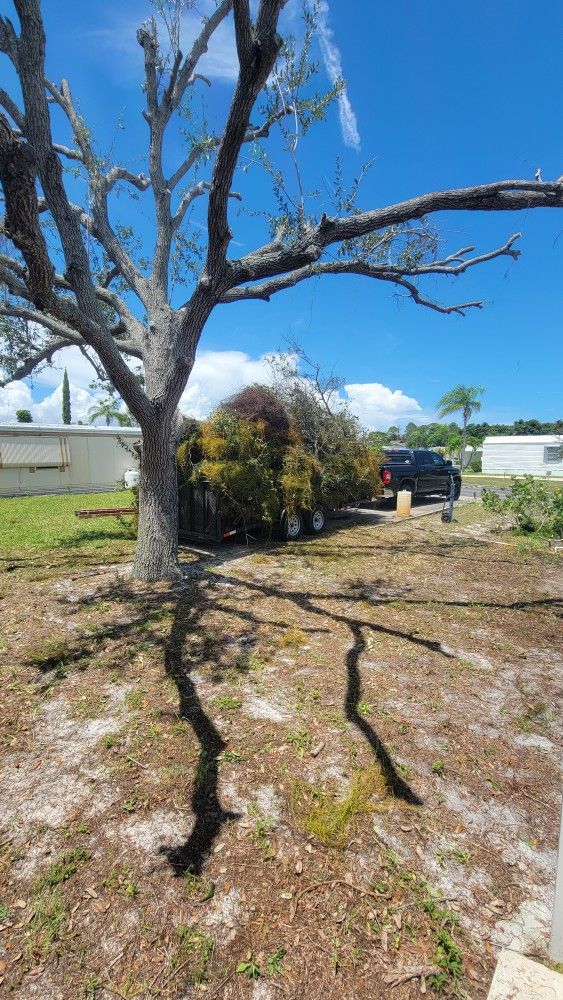 Tree Trimming