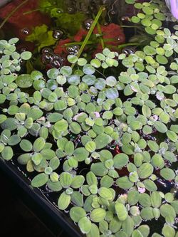 Aquarium floater plants