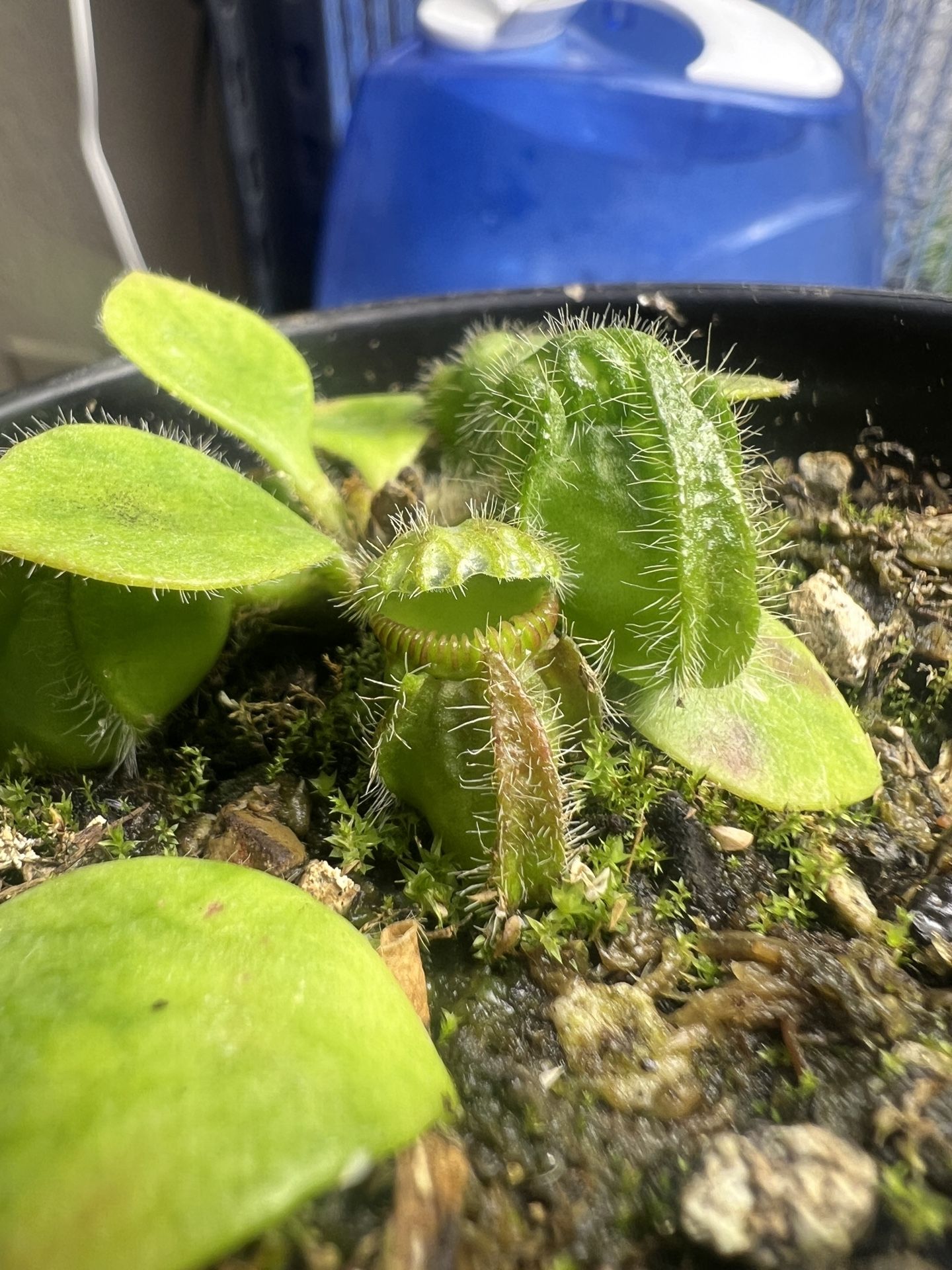 Cephalotus Follicularis