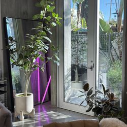 Audrey Ficus in West Elm Pot 8.5 feet! Houseplant 