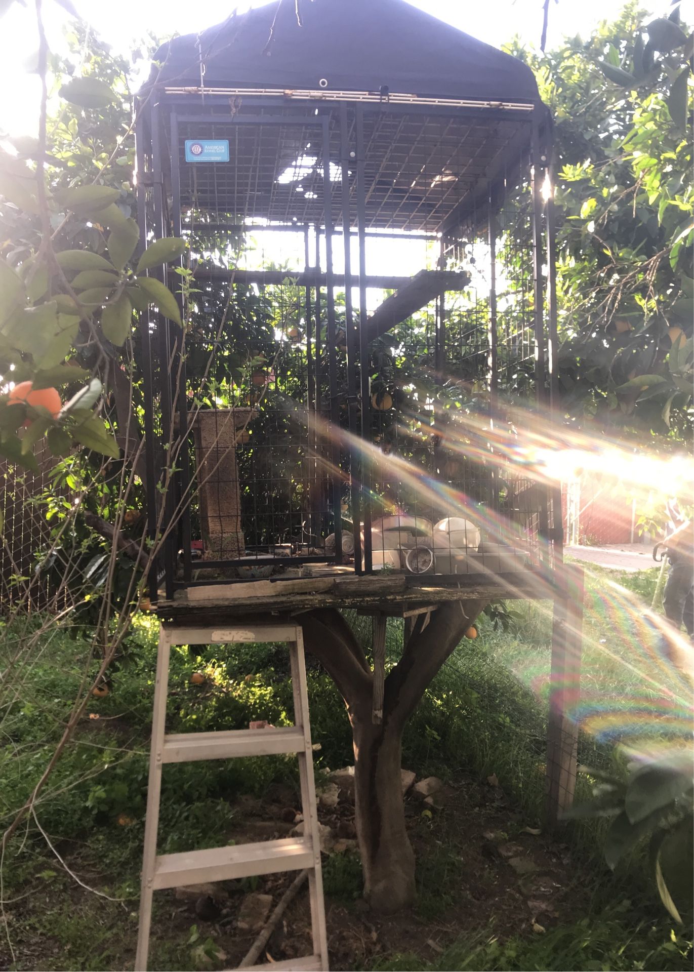 Outdoor Cat Kennel