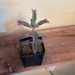 Calanchoe Pink 