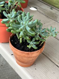 Succulent Plant