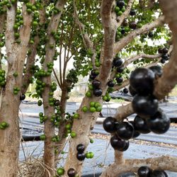 Jaboticaba Trees 