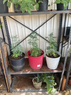 Ruda plants