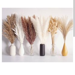 Dried Pampas Grass