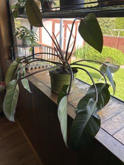 House Plant- rojo philo Congo
