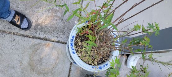 Oriental style planter and saucer