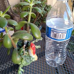 Jade  Plant With Beautiful Small Pot
