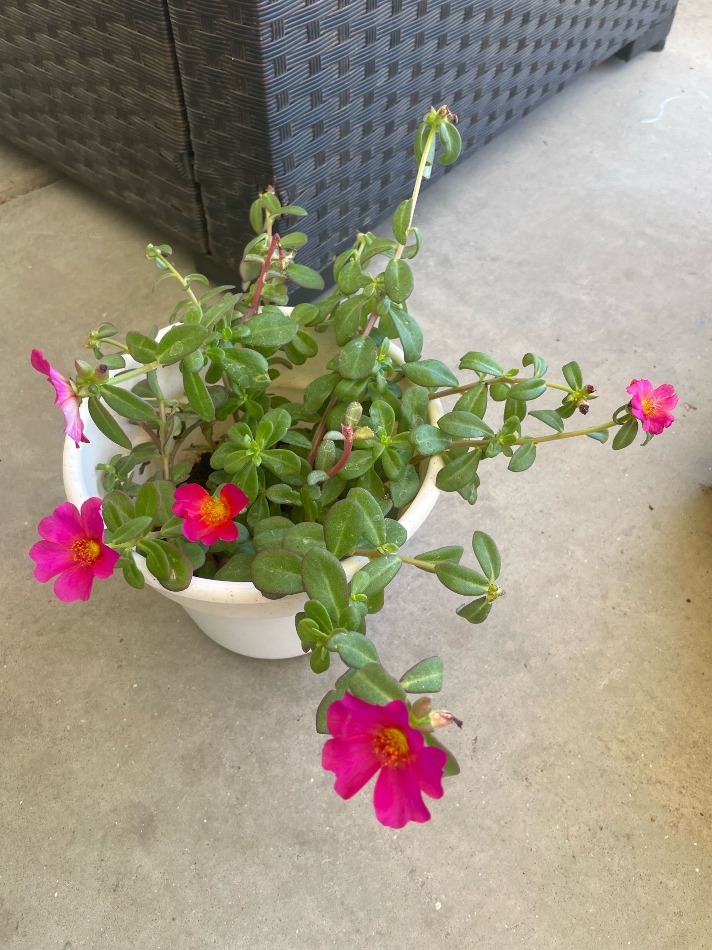 Plants for sale