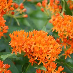 Asclepias tuberosa