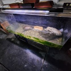 60 Gallon Acrylic Tank With Turtle 