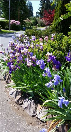 Mixed Colors Of Bearded Iris Plants $5 each
