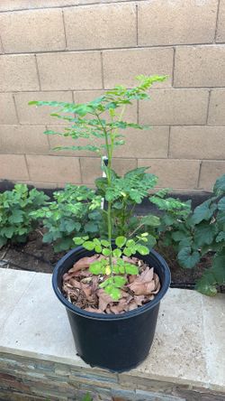 Moringa plants in North Phoenix