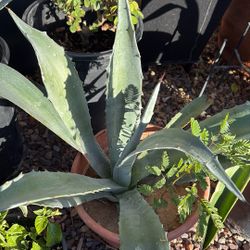 Maguey 