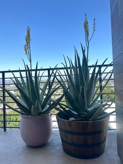 Moving Sale - Aloe Vera Plants