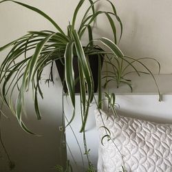 Spider Plant