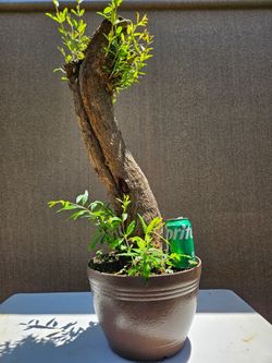 Old Pomegranate Bonsai Tree