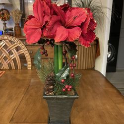 Christmas Amaryllis In Wooden Pot