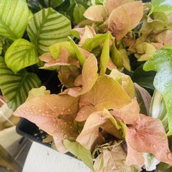 Pink Syngonium Plants