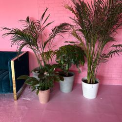 Plants With Pots ,  5 Total