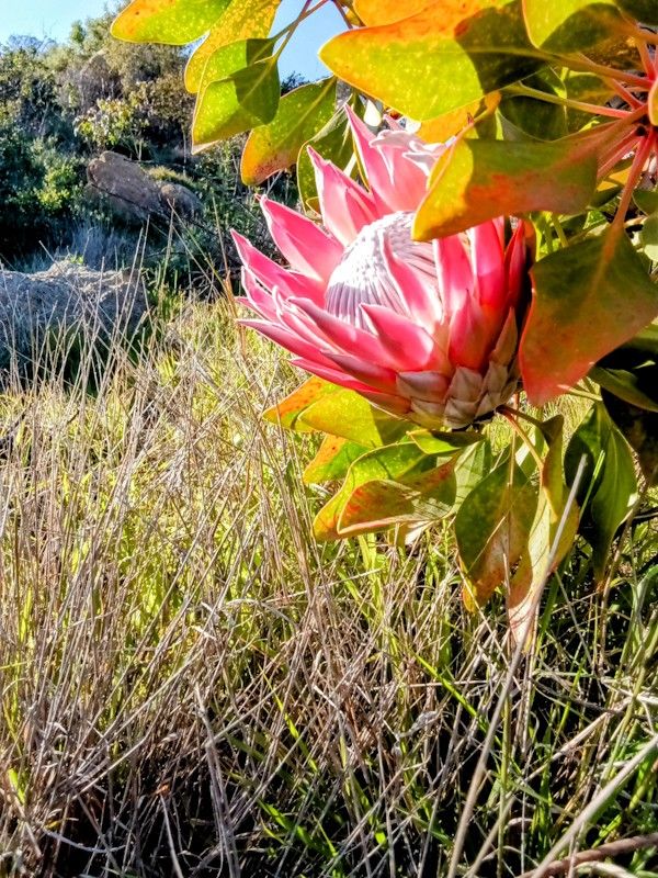 Exotic Protea, Banksia & Leucadendron Flowers Special Occassions