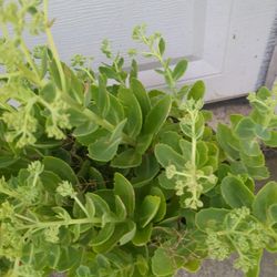 Showy Stonecrop