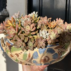 Healthy Live Real Succulents Variety Ghost Plant Flowers Rosettes Vintage Mexican Clay Pot Stand 13” Wide Garden Decor Patio Table Centerpiece 