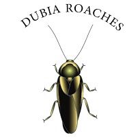 Dubia Roaches (Large and X-Large)