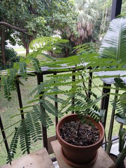 Red Poinciana trees (2) - FREE