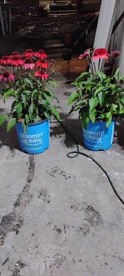 Strawberry deluxe cone flowers (2)