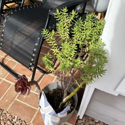 Green House Leek Tree Aeonium Arboreum