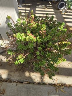 🌵Big, Happy Succulent – Natural Imperfections-Pork-n-beans