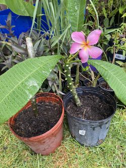 Pink Plumeria 20