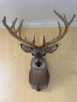 Monster Whitetail Shoulder Mount Deer 200 plus Bone and Crockett