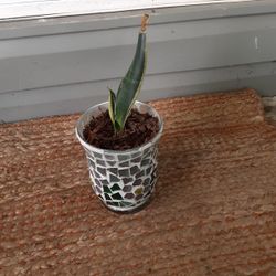 Snake Plant 