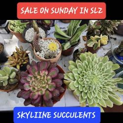 SUCCULENT SALE TODAY. SUNDAY 1PM TO 5PM..MANY ARE 3 FOR $10..AND UP. SAN LORENZO