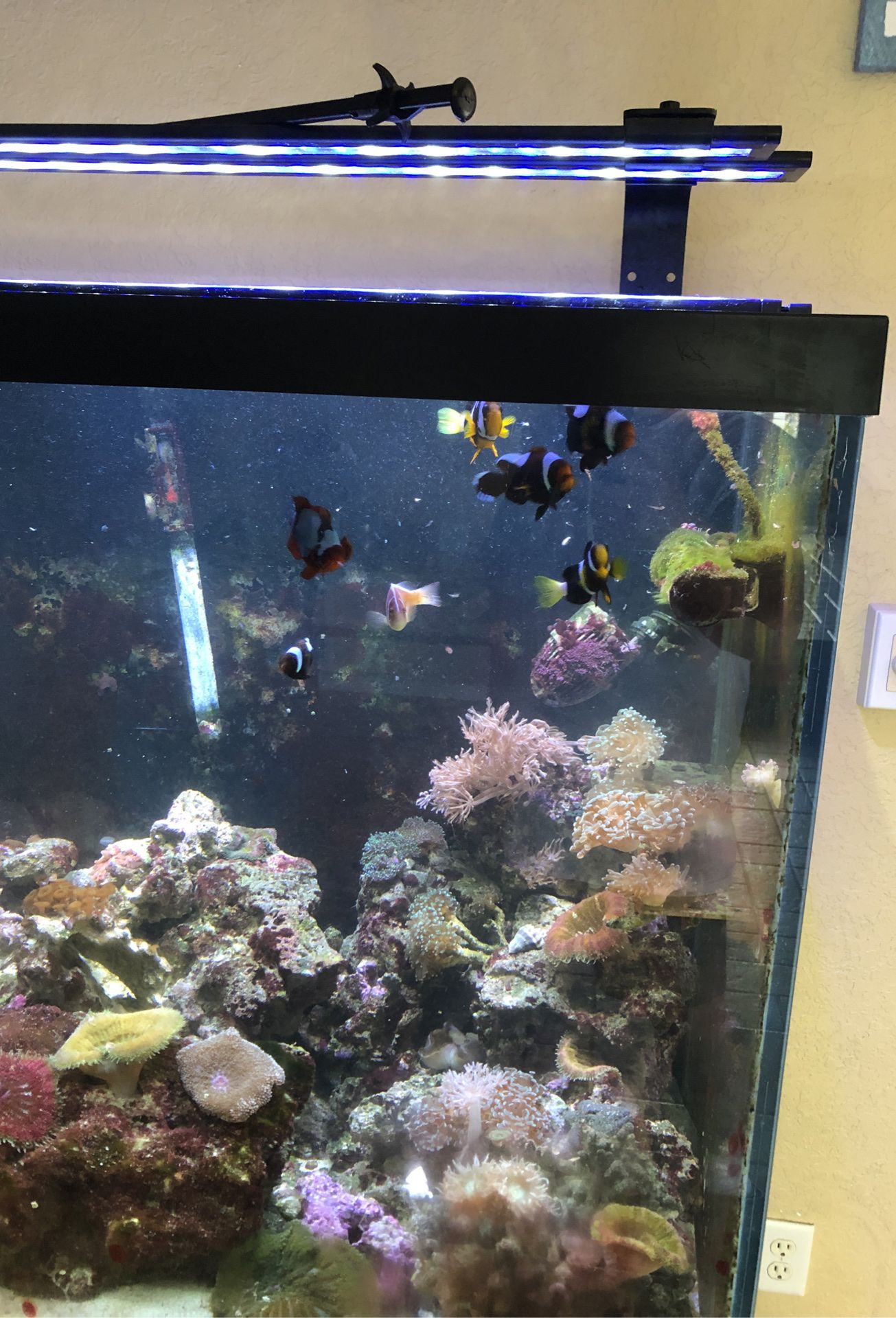 Aquarium, nine clown fish