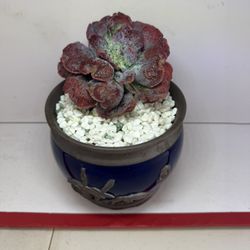Large Echeveria Linguas