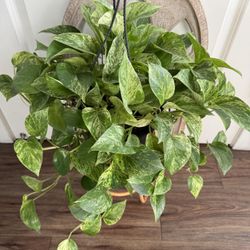 Marble Queen Pothos